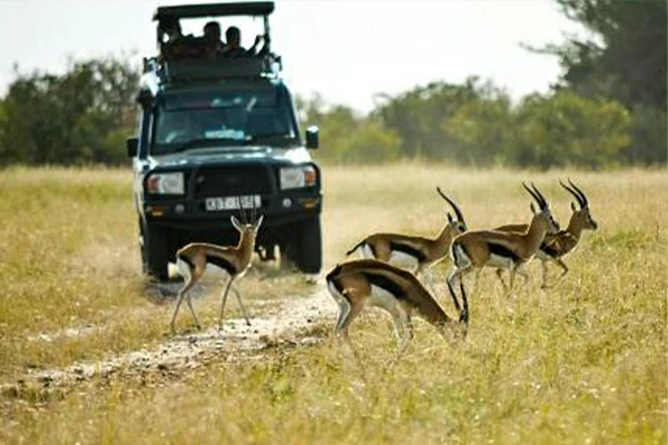 Jeep Safaris